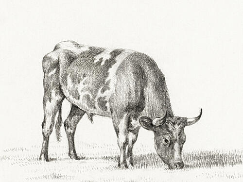 Grazing Bull Art Print