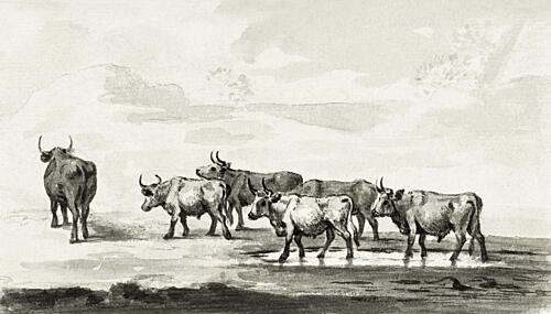 Group of Six Bulls Art Print