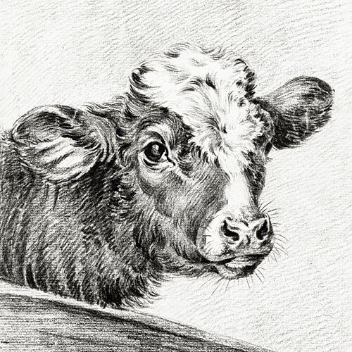 Head of a Cow Art Print