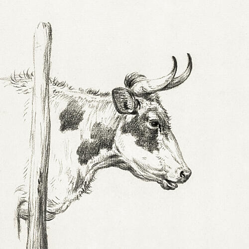 Head of a Cow, to the Right 1820 Art Print