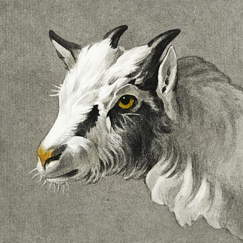 Head of a Goat Art Print