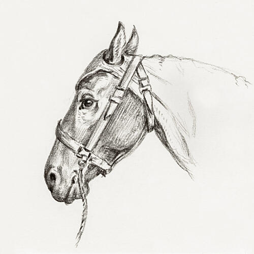 Head of a Horse 1818 Art Print