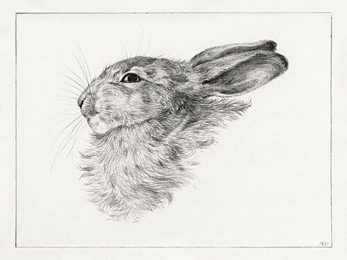 Head of a Rabbit 1821 Art Print