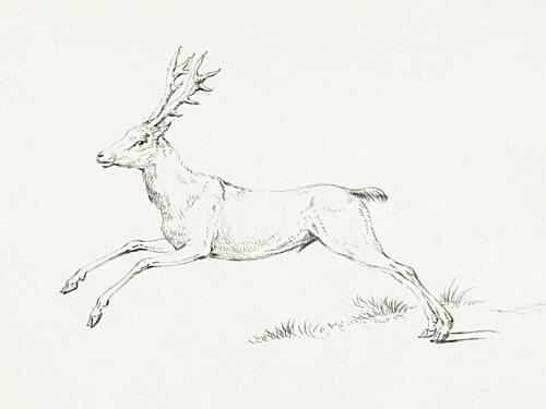 Jumping Deer Art Print