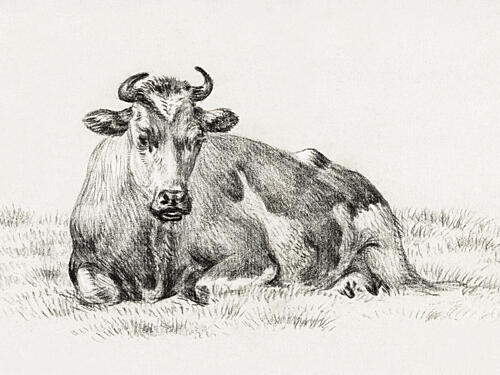 Lying Cow 1825 Art Print