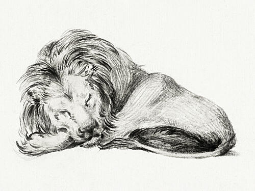 Lying Lion Art Print