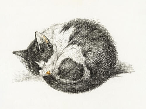Rolled up Lying Sleeping Cat 1825 Art Print