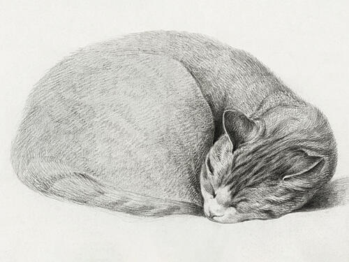 Rolled up Lying, Sleeping Cat by Jean Bernard 1775 1883 Art Print
