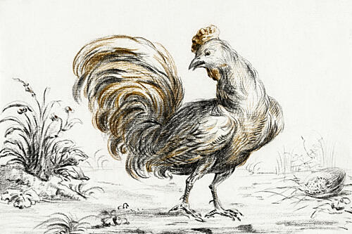Rooster Art Print