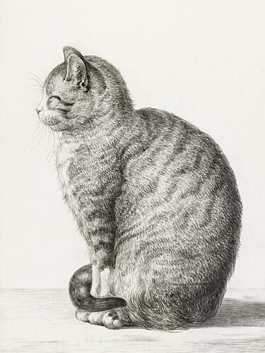 Sitting Cat 1815 Art Print