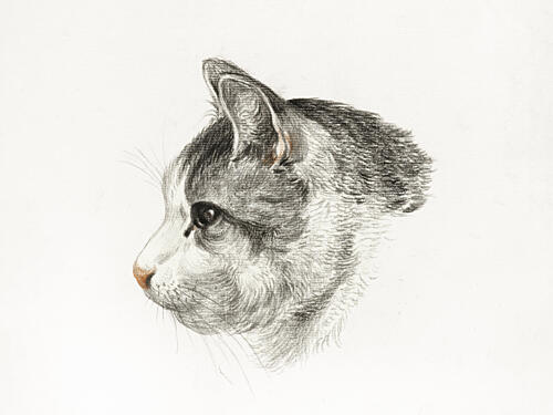 Sketch of a Cat 1819 by Jean Bernard 1775 1883 Art Print