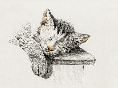 Sketch of a Sleeping Cat Art Print