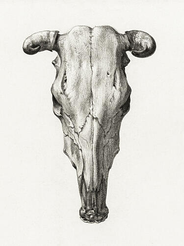 Skull of a Cow Front View1816 Art Print