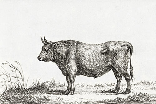 Standing Bull Art Print
