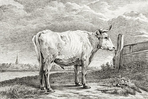Standing Bull 1817 Art Print