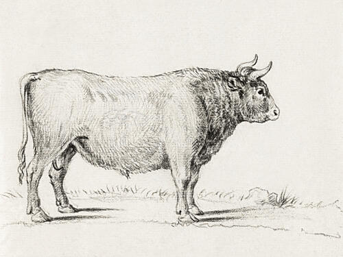 Standing Bull Art Print