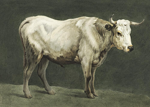 Standing Bull Painting Art Print