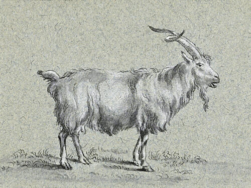 Standing Goat by Jean Bernard Art Print