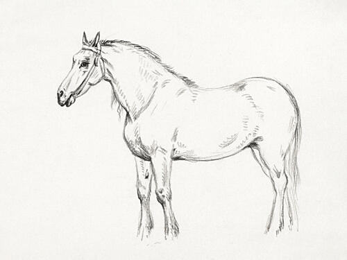 Standing Horse 1818 Art Print