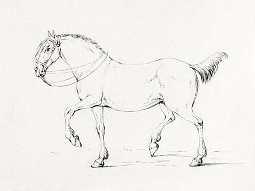 Stepping Horse 17751833 Art Print