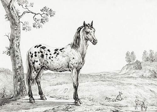 Standing Mottled Horse Art Print
