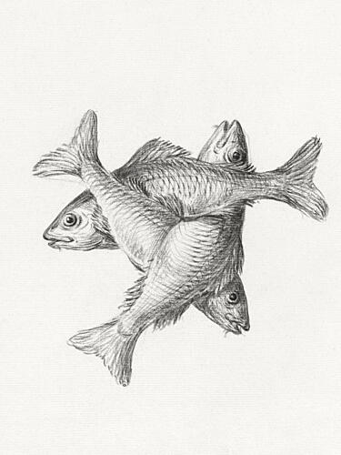 Three Fishes 17751833 Art Print