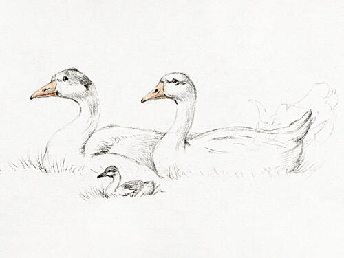 Two Geese with a Young 17751833 Art Print