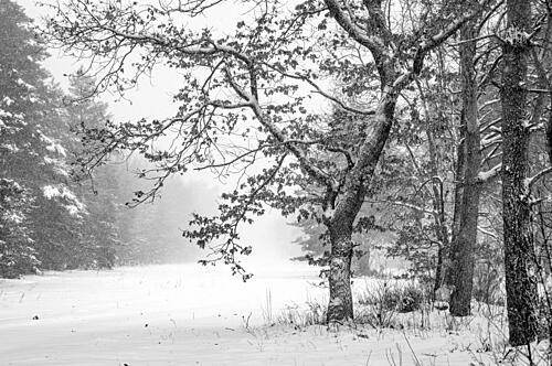 Winter Forest Silence Art Print
