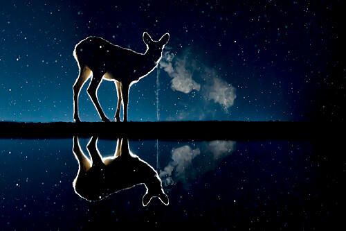 Starry Night Deer Reflection Art Print by Dirk Koster