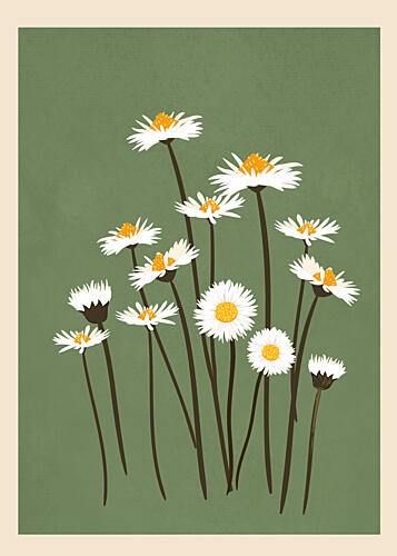 White Daisies on Green Art Print