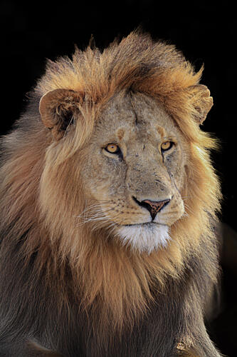 Regal Lion Portrait Art Print