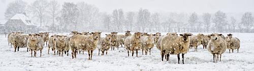 Sheep in Winter Field Art Print by Gert van den Bosch