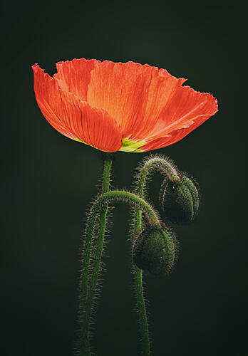 Poppy Bloom with Buds Art Print