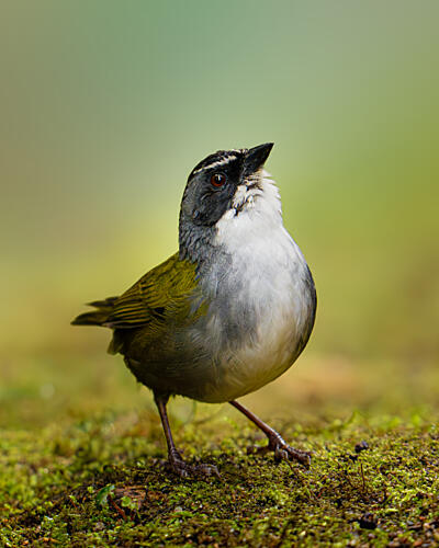 Curious Little Bird Art Print by Lisandro Perez