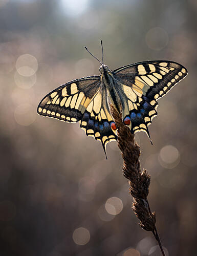 Morning Swallowtail Butterfly Art Print