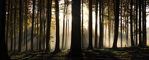 Misty Forest Sun Rays Art Print by Jan Monkiewicz
