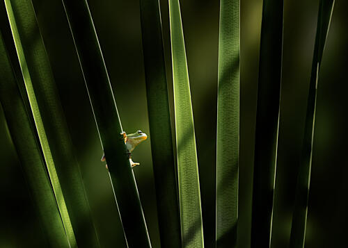 Quiet Green Frog Art Print