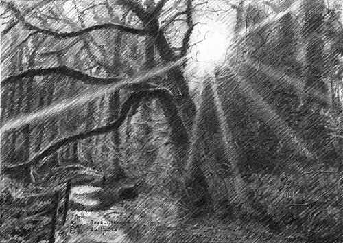 Sunlit Forest Path Art Print