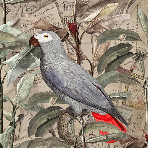 Vintage Tropical Grey Parrot Art Print