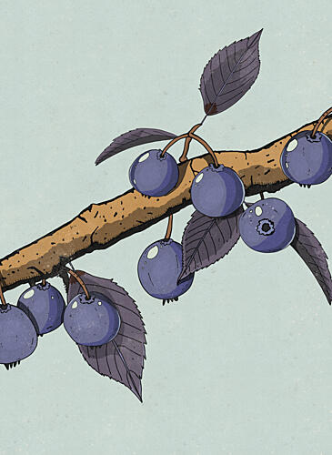 Ripe Blueberry Branch Art Print