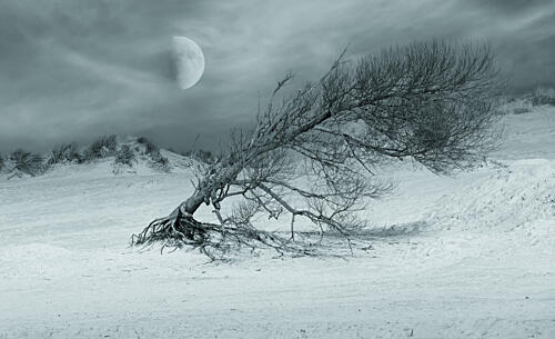 Moonlit Solitary Tree Art Print