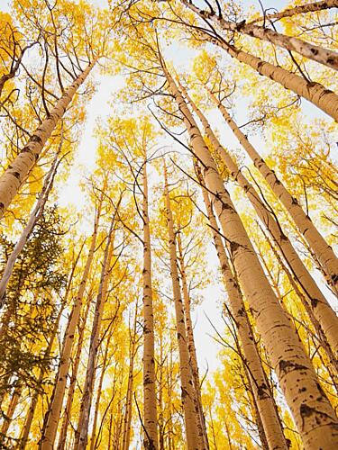Autumn Aspen Gold Gold Print