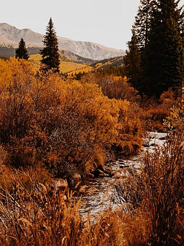 Golden Fall Mountain Stream Gold Print