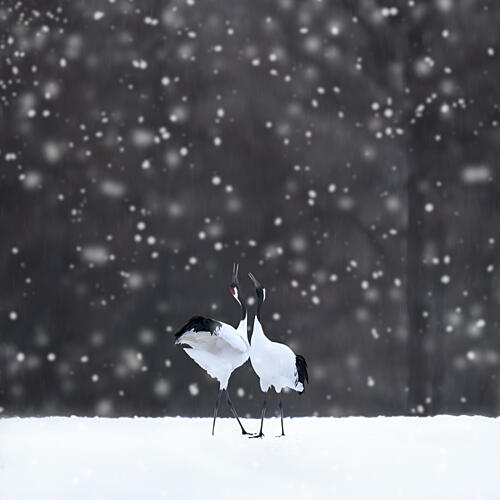 Snowy Crane Dance Art Print by Dawn X W