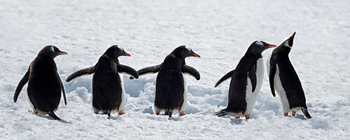 Penguins on a Snowy Walk Art Print