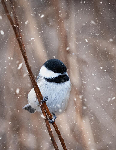 Snowy Winter Chickadee Art Print