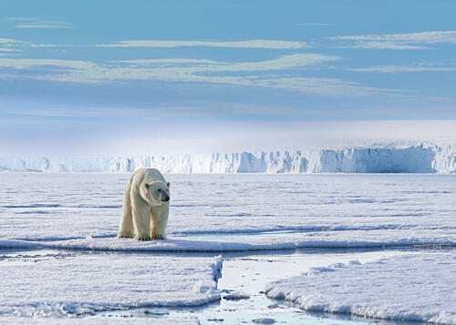 Majestic Arctic Polar Bear Art Print