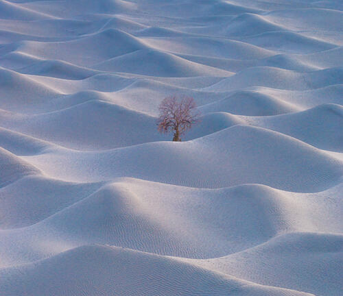 Solitary Desert Tree Art Print