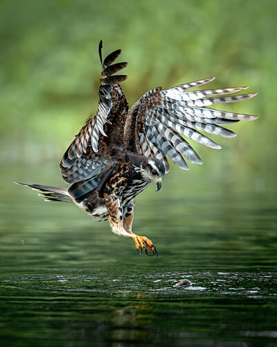 Raptors Hunting Dive Art Print by Lisandro Perez