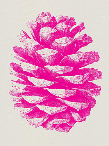 Vibrant Pink Pinecone Art Print